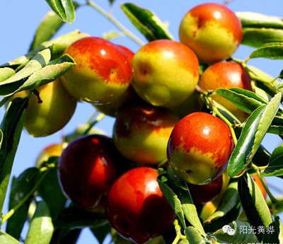 國(guó)慶節(jié)來(lái)黃驊這十幾種美食千萬(wàn)別錯(cuò)過(guò)!_美食_網(wǎng)