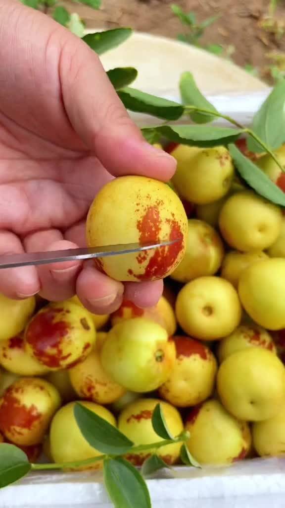 大荔與黃驊冬棗 產地直發，品質鮮甜