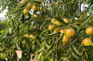 黃驊三娘冬棗采摘園全攻略 門票、地址、游玩指南及圖片分享