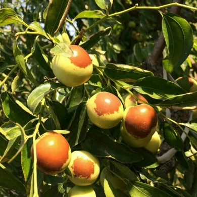 黃驊冬棗 冬季碩果，香甜滿園