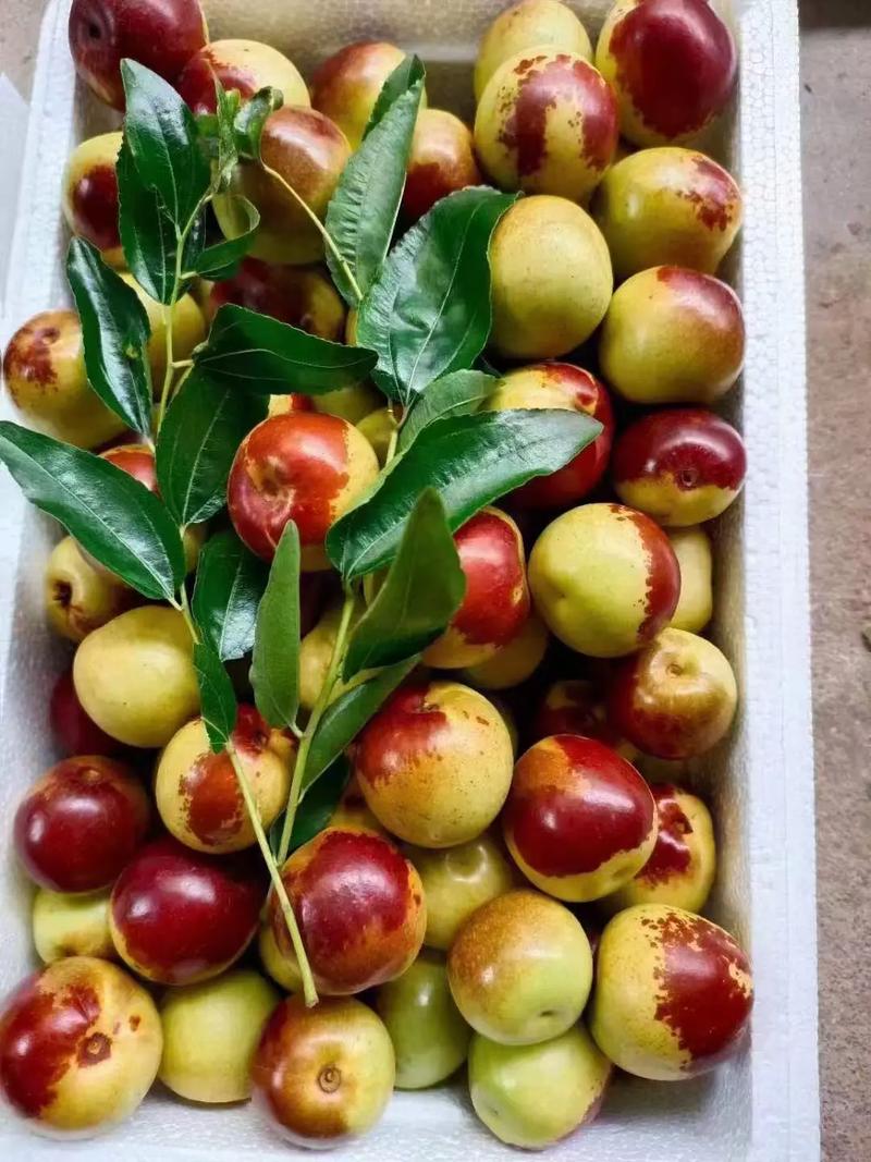 黃驊冬棗 自然饋贈，甜美健康，等您下單