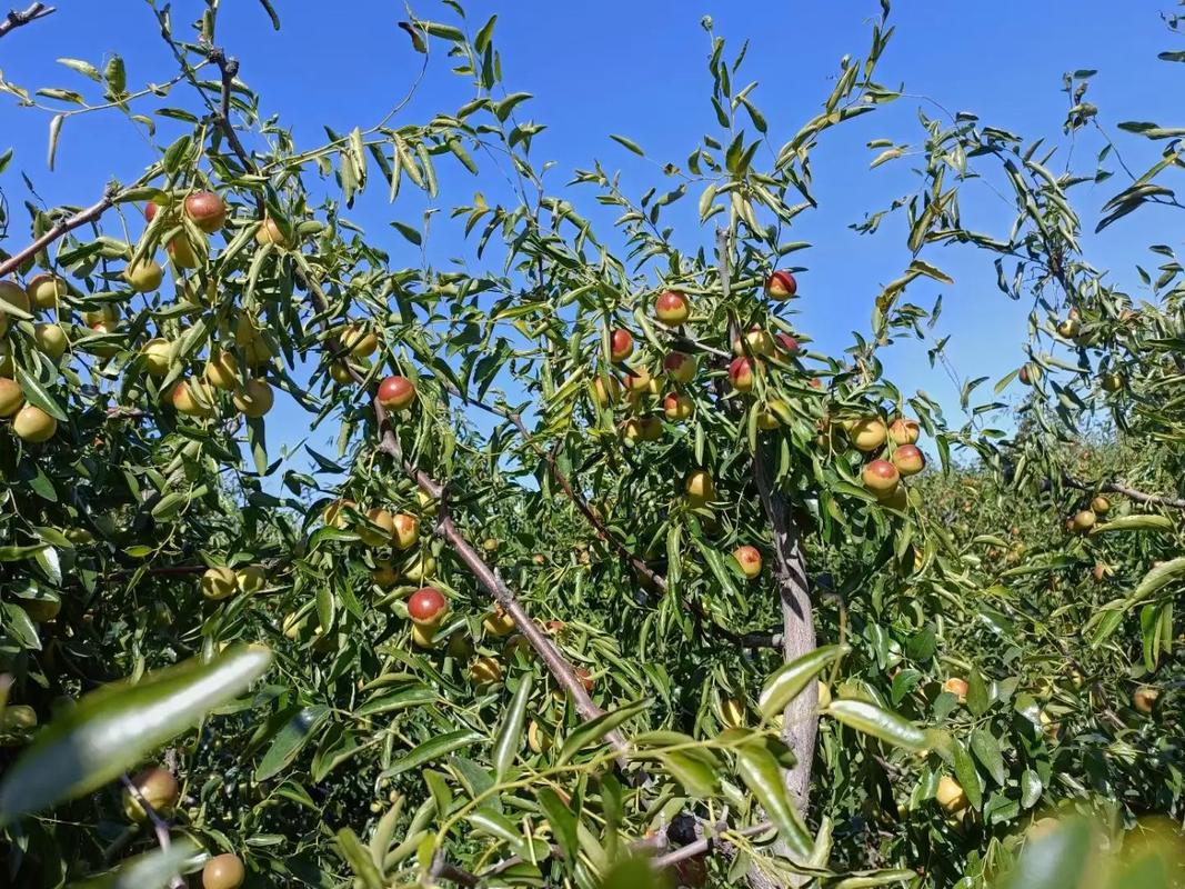 黃驊冬棗 脆甜多汁，現摘現發的新鮮美味