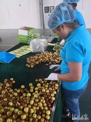 黃驊冬棗跨越山海抵達(dá)智利，展現(xiàn)中國農(nóng)產(chǎn)品國際競爭力