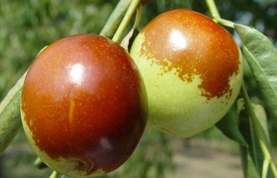 黃驊冬棗的營養價值與健康功效