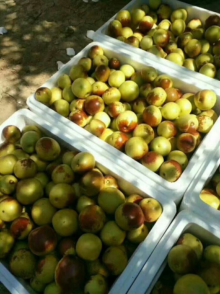 黃驊古貢冬棗 昔日宮廷珍饈，今日百姓佳果