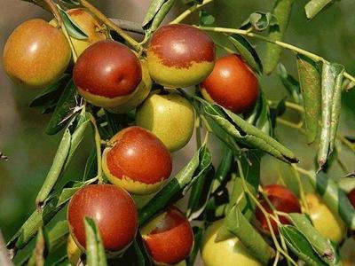 最新河北十大林果品牌公布！黃驊冬棗成明星，誰是你心中家鄉味道？