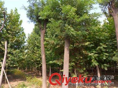 濟寧市任城區長易苗木種植基地 優質白蠟、國槐及多樣苗木，實惠供應，高成活率