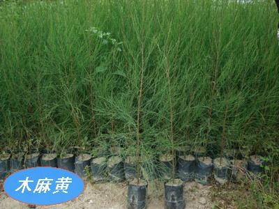 漳浦縣大山苗木場(chǎng) 精選木麻黃造林苗最新品種展示