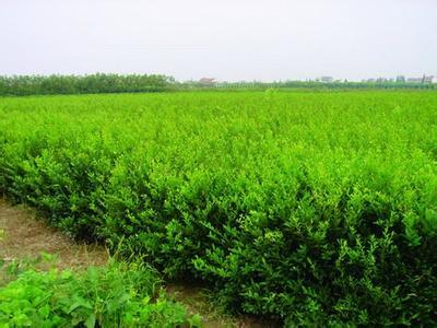 北海道黃楊 園林綠化的優選苗木及其專業種植指南