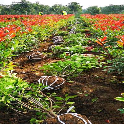 紅葉石楠種植與養護全攻略 四季常青的園林瑰寶