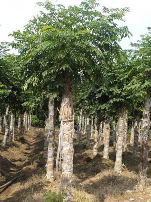 欒樹(shù)專(zhuān)業(yè)種植基地——湖南益陽(yáng)宏發(fā)苗木種植基地