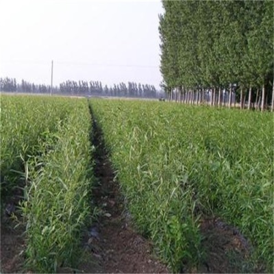 德州齊強苗木 打造綠色生態屏障的大型造樹林苗木種植專家