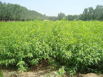 揚(yáng)州沂蒙霜紅桃苗基地 專(zhuān)業(yè)培育高產(chǎn)品種，以驚喜價(jià)格助力豐收