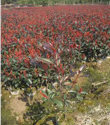 精品金桂四季桂樹P100-300 苗木種植基地專業批發與種植指南