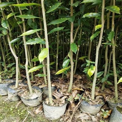 奇楠沉香苗木的培育與供應——探訪玖陽苗木場沉香樹種植基地