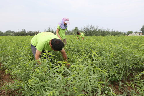 新手必看 種植巴旦木樹(shù)苗前，這些關(guān)鍵要點(diǎn)你了解嗎？