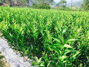 四川耙耙柑苗與綿陽(yáng)種植指南 錦鵬苗木的專(zhuān)業(yè)服務(wù)
