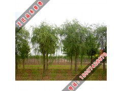 河北保定王氏苗木種植基地 柳樹(shù)品種與優(yōu)質(zhì)苗木供應(yīng)