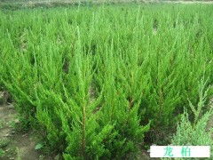 龍柏種植與批發(fā) 臨朐成偉苗木專(zhuān)業(yè)合作社的供應(yīng)優(yōu)勢(shì)