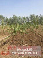 江蘇宿遷欣雨綠化苗木 優(yōu)質(zhì)種子與工程苗的綠色供應(yīng)先鋒