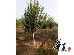 精品園林綠化苗木種植的領(lǐng)航者——旭東苗木種植專(zhuān)業(yè)合作社