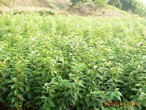黃河兩岸的綠色寶庫(kù) 綠化苗木品種大全高清圖鑒與種植指南